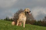 IRISH WOLFHOUND 361